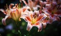 A beautiful photograph of Lilium