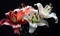 A beautiful photograph of Lilium