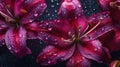 Lilium Asiatic on black background with raindrops created with generative AI technology