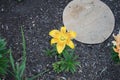 Lilium asiatic \'Golden Stone\' blooms in the garden in June. Berlin, Germany Royalty Free Stock Photo