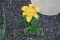 Lilium asiatic \'Golden Stone\' blooms in the garden in June. Berlin, Germany Royalty Free Stock Photo