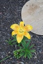 Lilium asiatic \'Golden Stone\' blooms in the garden in June. Berlin, Germany Royalty Free Stock Photo