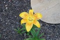 Lilium asiatic \'Golden Stone\' blooms in the garden in June. Berlin, Germany Royalty Free Stock Photo