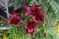 Lilium asiatic `Landini`, Black Asiatic Lily, blooms in July in the garden. Berlin, Germany