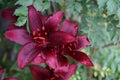 Lilium asiatic `Landini`, Black Asiatic Lily, blooms in July in the garden. Berlin, Germany Royalty Free Stock Photo