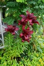 Lilium asiatic `Landini`, Black Asiatic Lily, blooms in July in the garden. Berlin, Germany