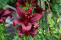 Lilium asiatic `Landini`, Black Asiatic Lily, blooms in July in the garden. Berlin, Germany Royalty Free Stock Photo