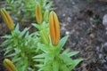 Lilium Asiatic Yellow bud. Royalty Free Stock Photo