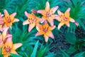 Lilium brownii