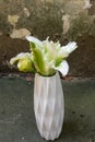 Lilium brownii var. viridulum-cut flower