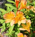 Lilium bulbiferum, common names orange lily, fire lily, Jimmy`s Bane and tiger lily, Royalty Free Stock Photo