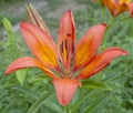 Lilium bulbiferum, common names orange lily, fire lily and tiger lily, is a herbaceous European lily. Royalty Free Stock Photo