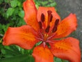 Lilium bulbiferum - orange lily, fire lily and tiger lily