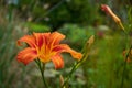 Lilium bulbiferum, Marimurtra Botanical garden in Blanes, Catalonia.