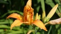 Lilium bulbiferum orange lily in bloom in a Garden uk