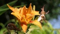 Lilium bulbiferum orange lily in bloom in a Garden uk