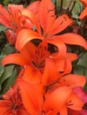 Lilium bulbiferum, orange lily, fire lily and tiger lily Royalty Free Stock Photo
