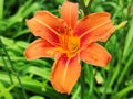 Lilium bulbiferum or fire lily orange lily and tiger lily Royalty Free Stock Photo