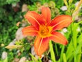 Lilium bulbiferum or fire lily orange lily and tiger lily Royalty Free Stock Photo