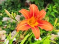 Lilium bulbiferum or fire lily orange lily and tiger lily Royalty Free Stock Photo