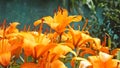 Lilium bulbiferum orange lily fire lily tiger lily in walled Garden in Ireland Royalty Free Stock Photo