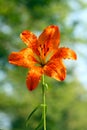 Lilium bulbiferum Royalty Free Stock Photo