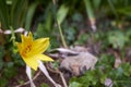 Lilium bulbiferum, yellow fire lily flower blossom Royalty Free Stock Photo