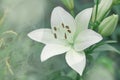 Lilium candidum flower