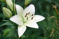 Lilium candidum flower Royalty Free Stock Photo