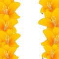 Lilium candidum, the Madonna lily or Orange Lily Border. Vector Illustration Royalty Free Stock Photo