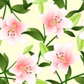 Lilium candidum, the Madonna lily or Pink Lily on Beige Ivory Background.