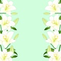 Lilium candidum, the Madonna lily or White Lily Border on Green Mint Background. Vector Illustration Royalty Free Stock Photo