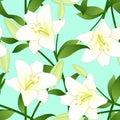 Lilium candidum, the Madonna lily or White Lily on Green Mint Background. Royalty Free Stock Photo