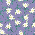 Lilium candidum, the Madonna lily or White Lily on Purple Background. Vector Illustration.