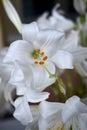 Lilium candidum white flower