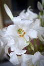 Lilium candidum white flower