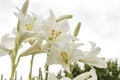 Lilium candidum white flowers blooming