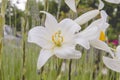 Lilium candidum white flowers close up