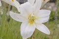 Lilium candidum white flowet close up