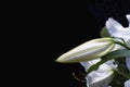 Lilium casablanca flowers on a black background