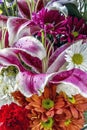 Oriental lily , Lilium cernuum Stargazer