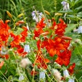 Lilium davidii Elwes