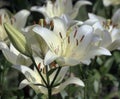 Lilium family Liliaceae is a monocotyledonous perennial bulbous plant