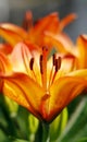 Lilium flower Royalty Free Stock Photo