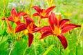 Lilium flower in garden