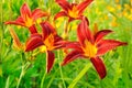 Lilium flower in garden