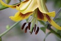 Lilium flower or lily flower.