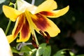 Lilium flower or lily flower.