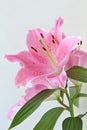 Lilium flower oriental lily Royalty Free Stock Photo