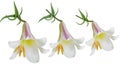 Lilium Flowers Royalty Free Stock Photo